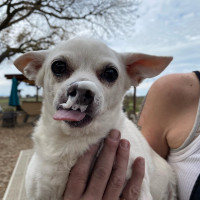 Peanut with foam mustache