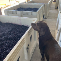 Wine inspector checking out the 2022 Cabernet Sauvignon