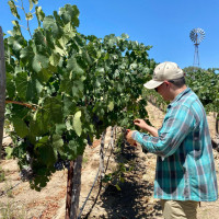 Andrew pruning vines
