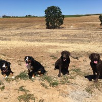 Dogs visiting winery