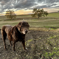 Harley in the field