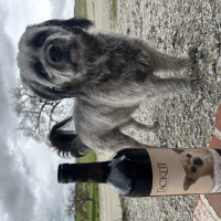 Luna with wine bottle