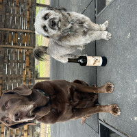 Lincoln & Luna with wine bottle