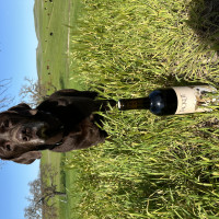 Harley with wine bottle