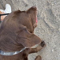 Winery Dog Lincoln