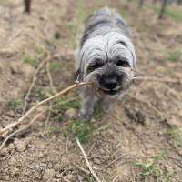 Luna with stick