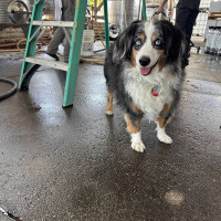 Joey.1