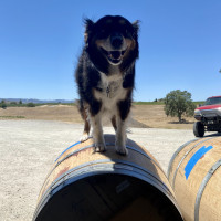 Kodi on barrel