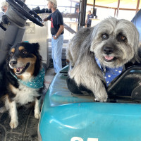 Kodi & Luna on forklift.2