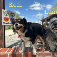 Kodi