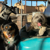 Kodi & Luna on forklift