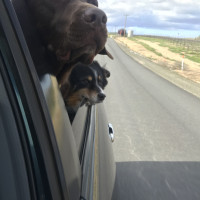 Lincoln & Kodi in car