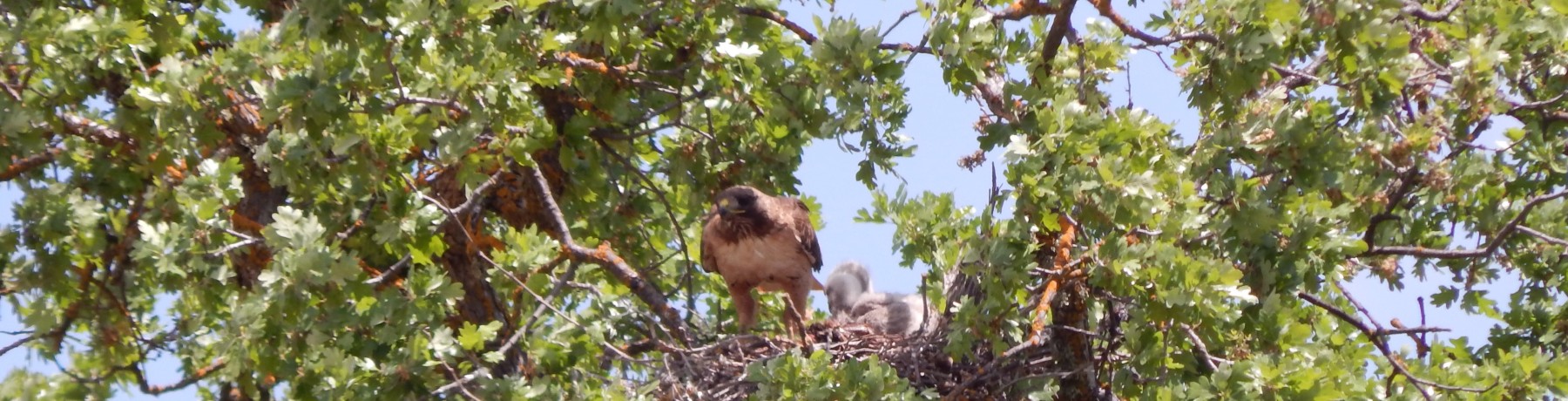 Hawks of San Miguel